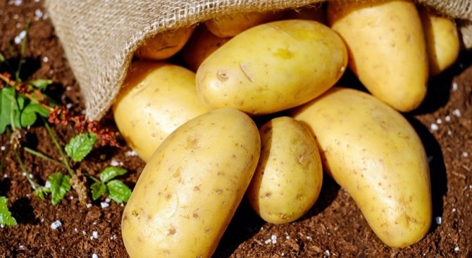 За картофите от десетилетия се говори че са нездравословни и