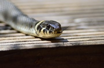 Змия изкара акъла на хора в Монтанско влязла в стаята