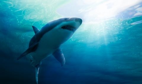 Млад мъж загина след нападение от акула в североизточния американски