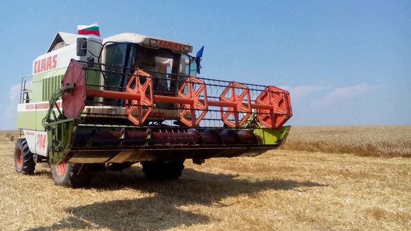 Прибирането на зърното в община Мездра започна въпреки дъждовете съобщават