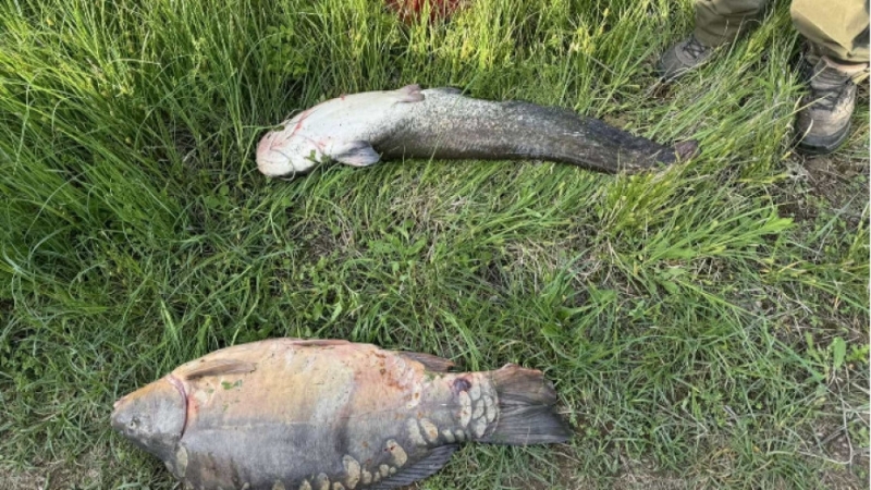 Заловиха трима бракониери на риба на монтанския язовир Огоста. Нарушителите