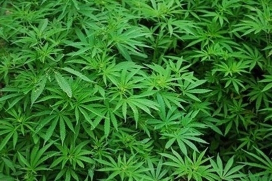 Криминалисти иззеха 43 кг марихуана от дома на 60-годишен по
