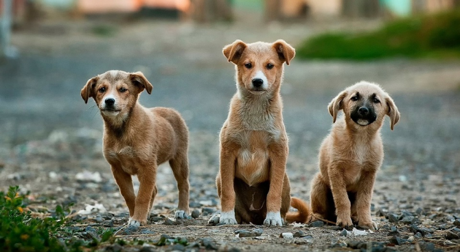 Ужасяващи данни лъснаха от доклад за безстопанствените кучета на територията