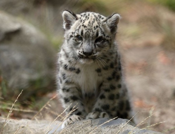 Четири нови далекоизточни леопарда засне камера на резервата "Полтава" в