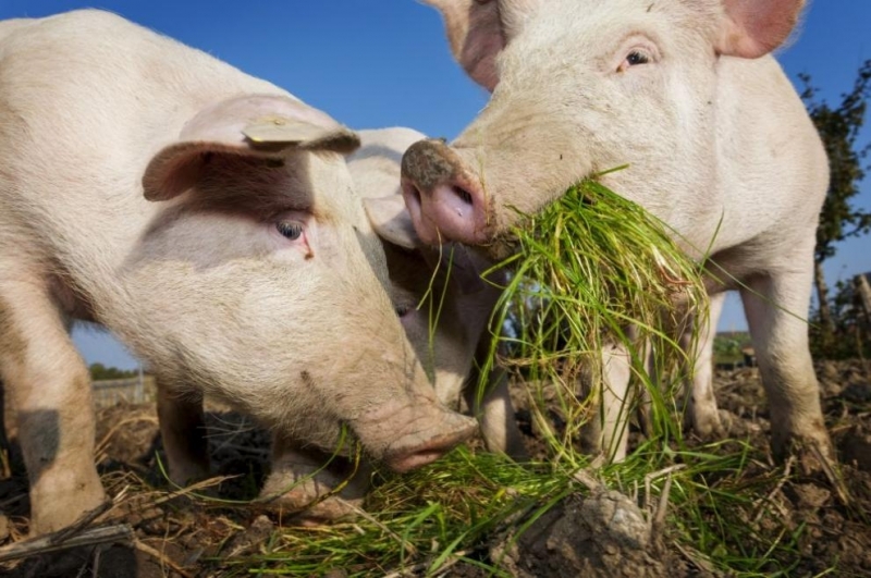 Първите случаи на Африканска чума по свинете са открити в