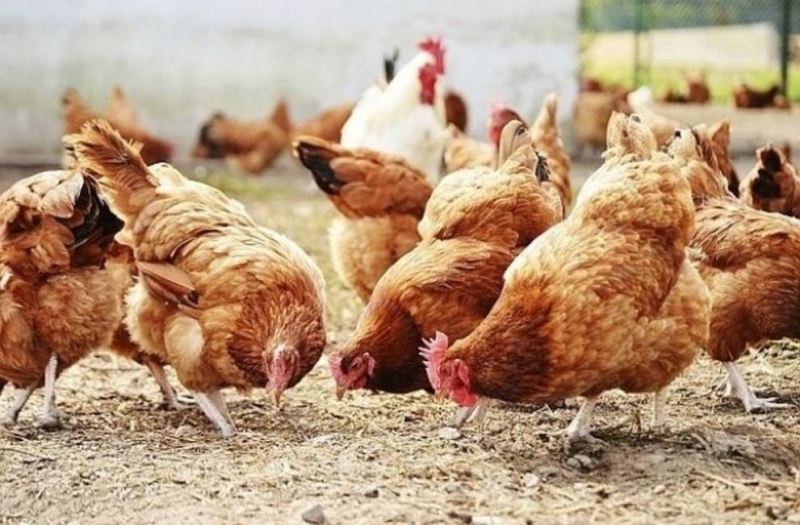 15 кокошки са откраднати от селскостопанска постройка във врачанското село