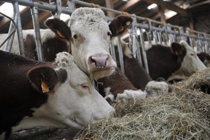 Частен съдебен изпълнител обяви за продан стадо крави на затънало
