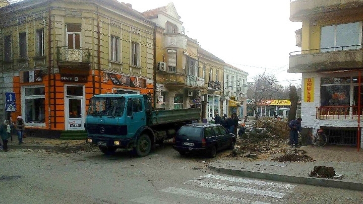 Много от старите дървета във Видин създават проблеми по пешеходните