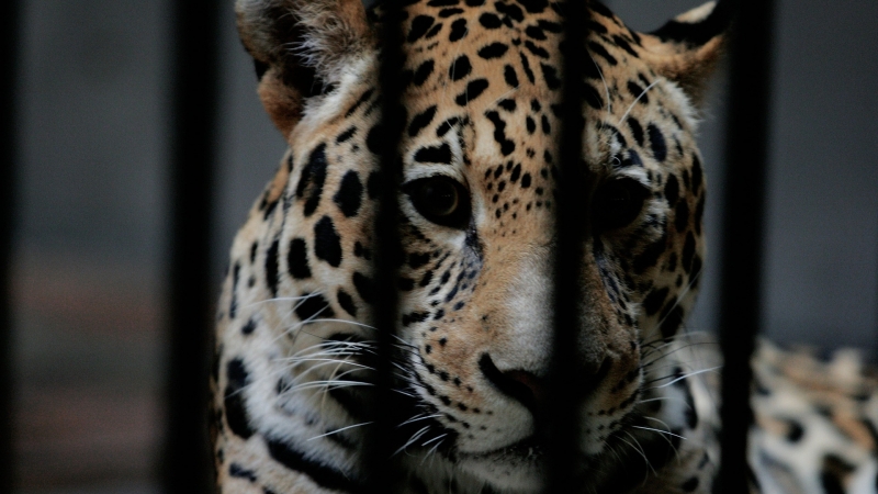 Ягуар уби шест животни и рани три други при бягството