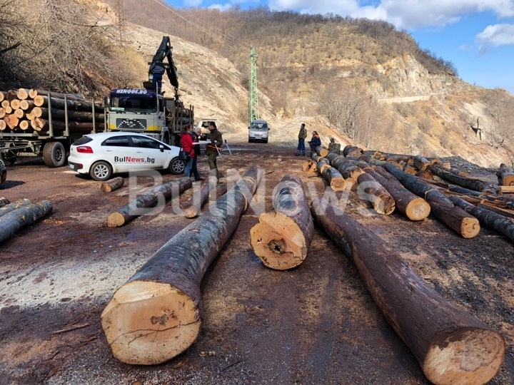 Дърводобивни фирми изсичат вековни дървета във Врачанския Балкан сигнализираха до