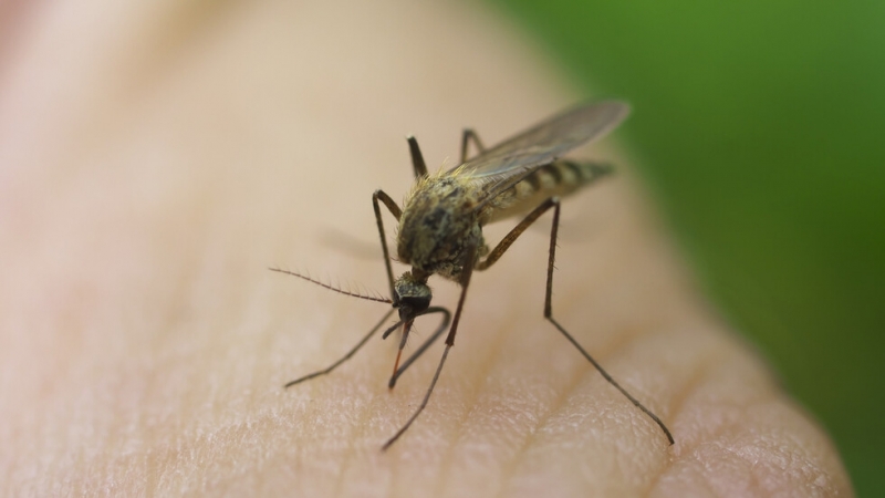 Случаите на треска от денга и други пренасяни от комари