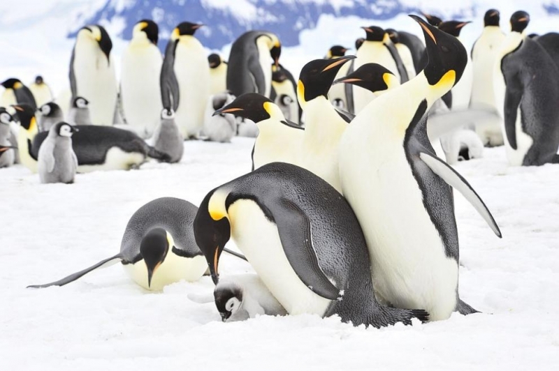 Императорските пингвини са добри бащи но не са чак толкова всеотдайни колкото мислехме досега