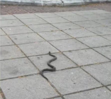 Влечугите нападнаха Кюстендилско местната власт търси ловци на змии В